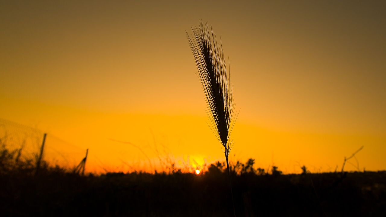Espiga de trigo recortada contra o céu alaranjado do pôr do sol