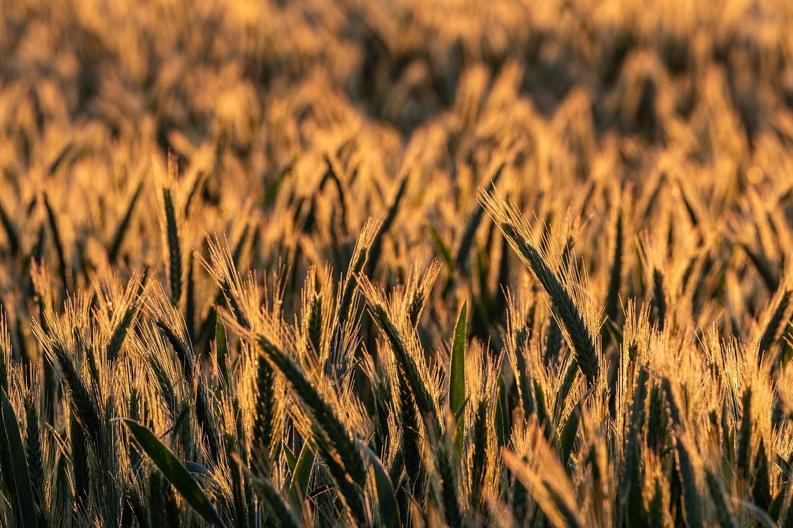 Espigas de cereal num campo, iluminadas pelo sol baixo