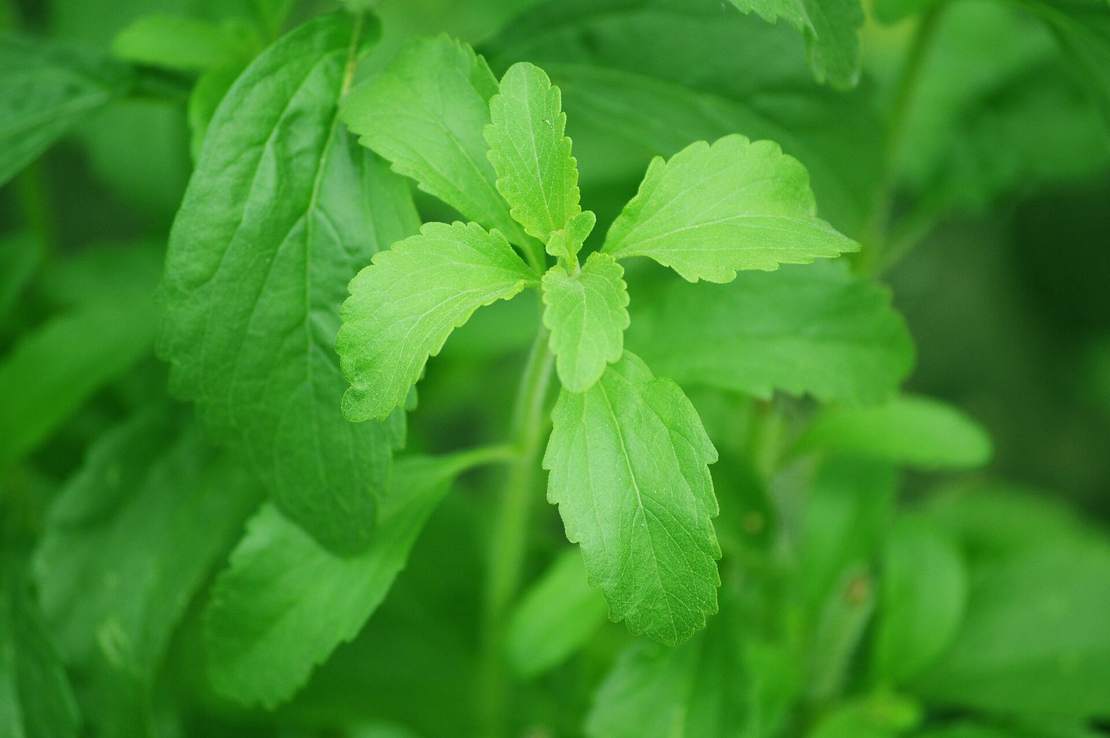 Folhas verdes da planta estévia