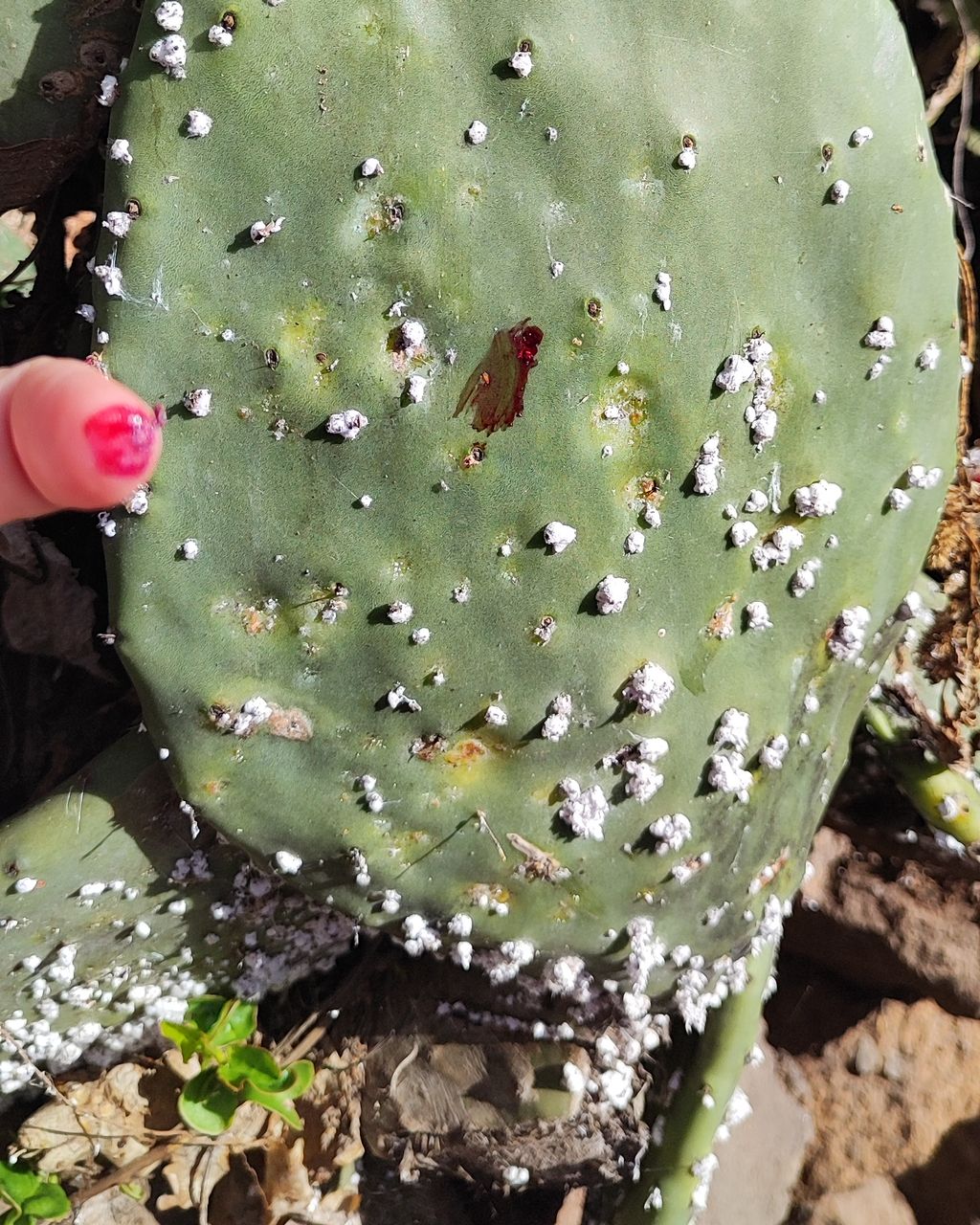 Palma de cacto coberta de pontos brancos, com uma mancha vermelho-escura no meio e a ponta de um dedo ao lado